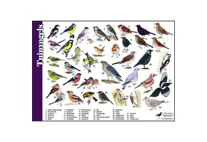 Identification Card Garden Birds