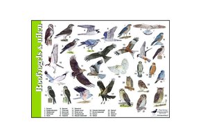 Bestimmungshilfe Greifvögel & Eulen