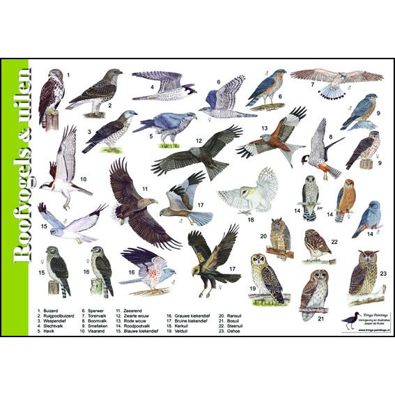 Bestimmungshilfe Greifvögel & Eulen