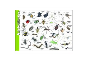 Bestimmungshilfe Gruselige Tiere