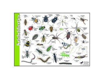 Identification Card Creepers