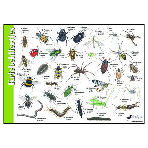 Identification Card Creepers