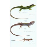 Field Guide to the Amphibians & Reptiles of Britain and Europe