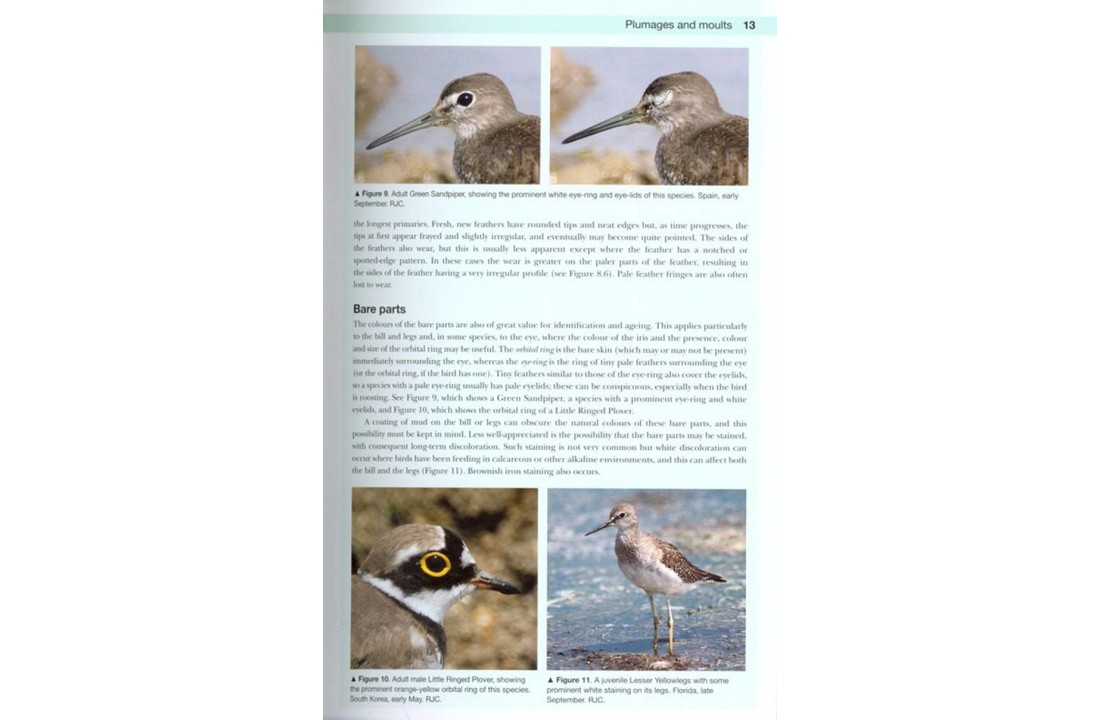 Shorebirds of the Northern Hemisphere