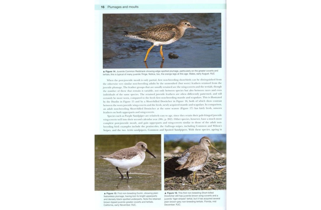 Shorebirds of the Northern Hemisphere