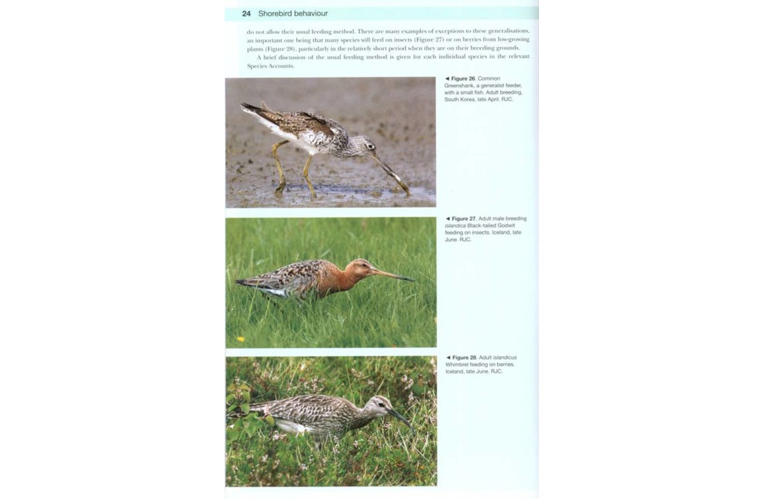 Shorebirds of the Northern Hemisphere