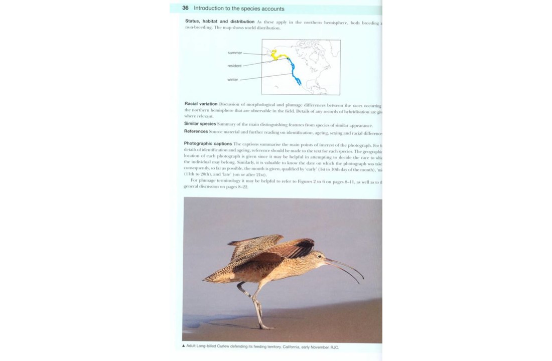 Shorebirds of the Northern Hemisphere