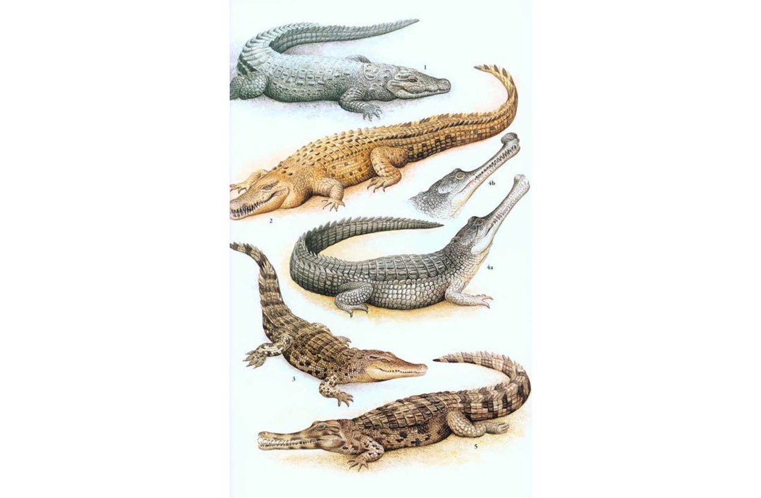 A Field Guide to the Reptiles of South-East Asia