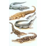 A Field Guide to the Reptiles of South-East Asia