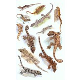 A Field Guide to the Reptiles of South-East Asia