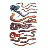 A Field Guide to the Reptiles of South-East Asia