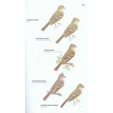 Wildlife Conservation Society Birds of Brazil, Volume 2: The Atlantic Forest of Southeast Brazil, zoals São Paulo and Rio de Janeiro