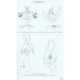 Moths of Europe, Volume 2: Geometrid Moths