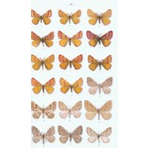 Moths of Europe, Volume 2: Geometrid Moths