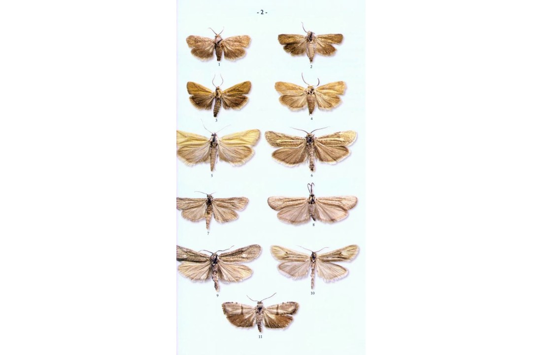 Moths of Europe, Volume 3: Zygaenids, Pyralids 1