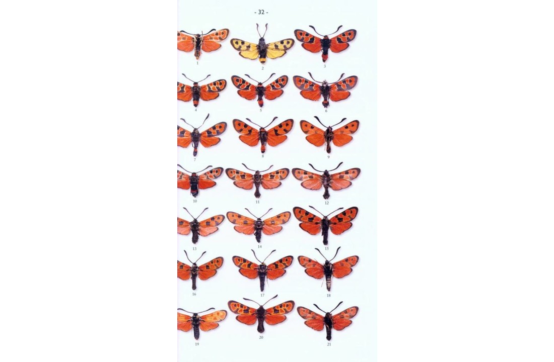 Moths of Europe, Volume 3: Zygaenids, Pyralids 1