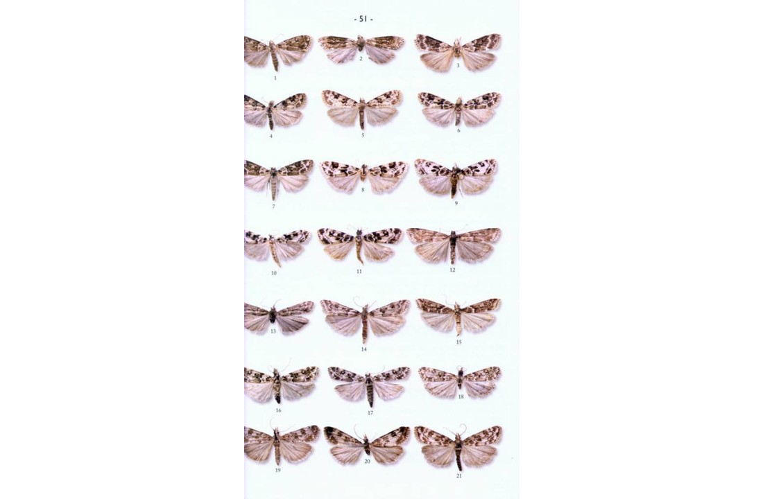 Moths of Europe, Volume 3: Zygaenids, Pyralids 1