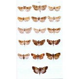 Moths of Europe, Volume 4: Pyralids 2