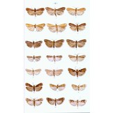 Moths of Europe, Volume 4: Pyralids 2