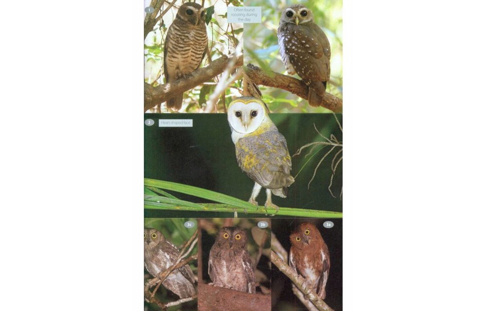 Wildlife of Madagascar