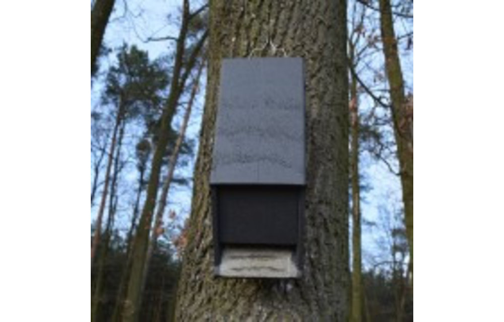 ANS-4 Vleermuiskast