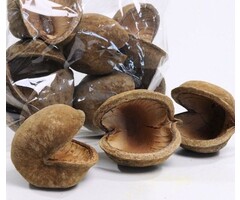 Onlineaquarium spullen Buddhanuss 8-12 cm