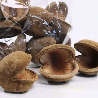 Onlineaquarium spullen Boeddha Nut 8-12cm