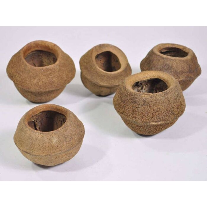 Onlineaquarium spullen Sapucainha pod