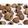 Onlineaquarium spullen Sapucainha pod