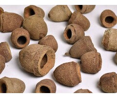 Onlineaquarium spullen Sapucainha pod