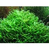 Tropica Levermos - In vitro cup