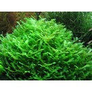 Tropica Lebermoos - In vitro Cup