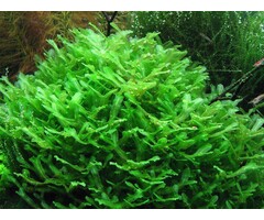 Tropica Monosolenium tenerum - In vitro cup