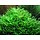 Monosolenium tenerum - In vitro cup