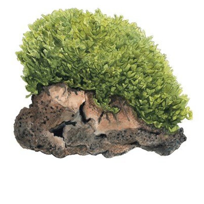 Tropica Monosolenium tenerum - In vitro cup