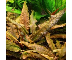 Tropica Cryptocoryne undulatus 'Broad Leaf' - In vitro cup