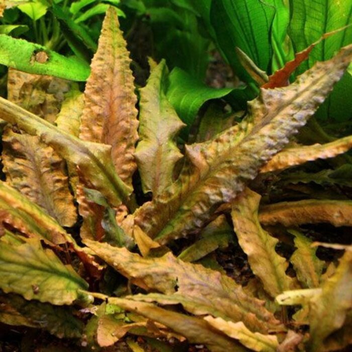 Tropica Cryptocoryne undulatus 'Broad Leaf' - In vitro cup