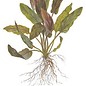 Tropica Cryptocoryne undulatus 'Red' - In vitro cup