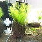 Onlineaquarium spullen Glazen plant pot houder