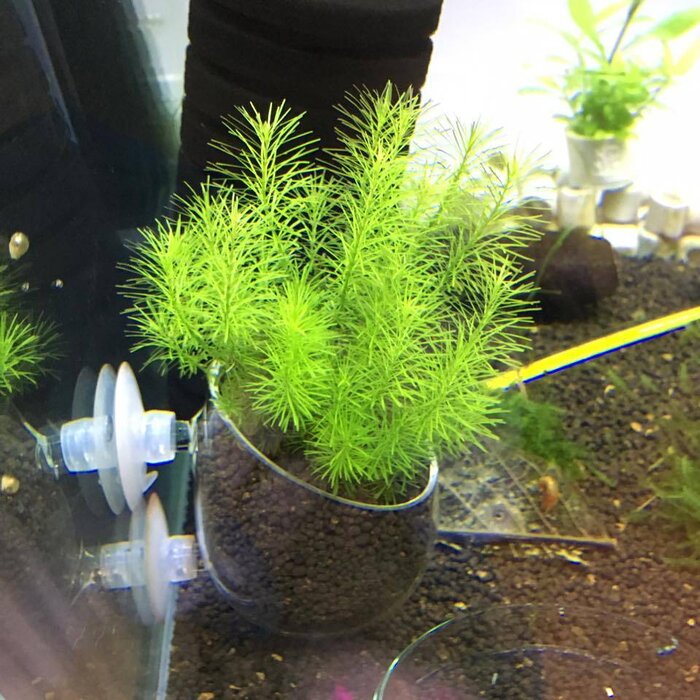 Onlineaquarium spullen Glass plant pot jar