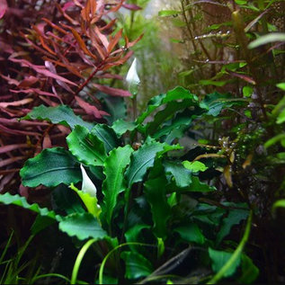 Tropica Bucephalandra 'Wavy Green' on lava stone