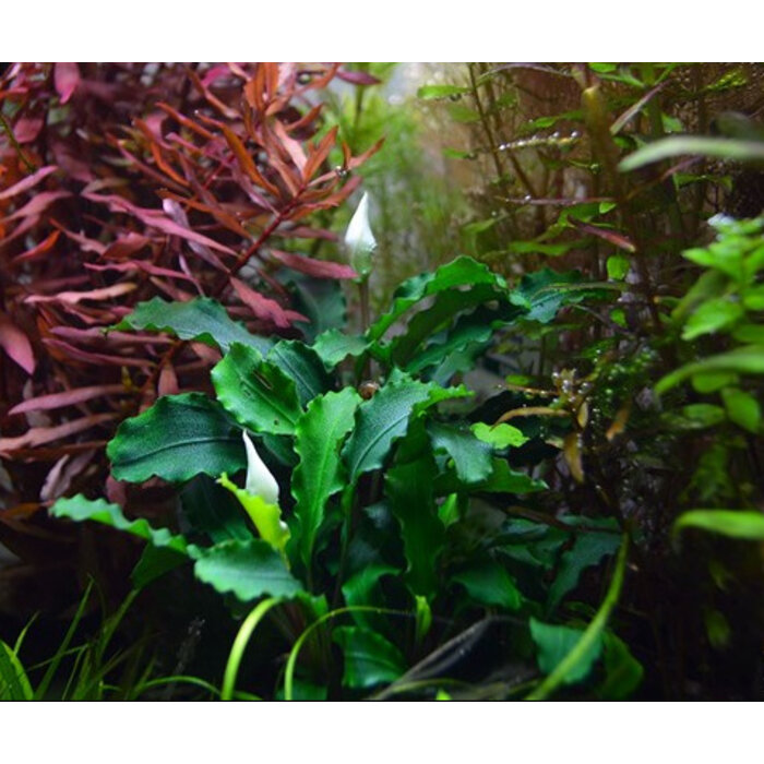 Tropica Bucephalandra 'Wavy Green' auf Lavagestein