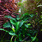 Tropica Bucephalandra 'Wavy Green' on lava stone