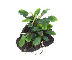 Tropica Bucephalandra 'Wavy Green' on lava stone