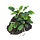 Bucephalandra 'Wavy Green' op lavasteen
