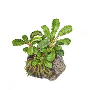 Tropica Bucephalandra 'Wavy Green' auf Lavagestein