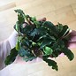 Tropica Bucephalandra 'Wavy Green' on lava stone