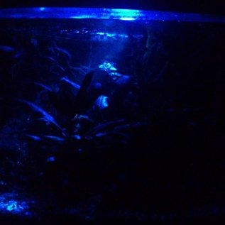 Aquael Aquael LED moonlight - Aquarium nachtverlichting