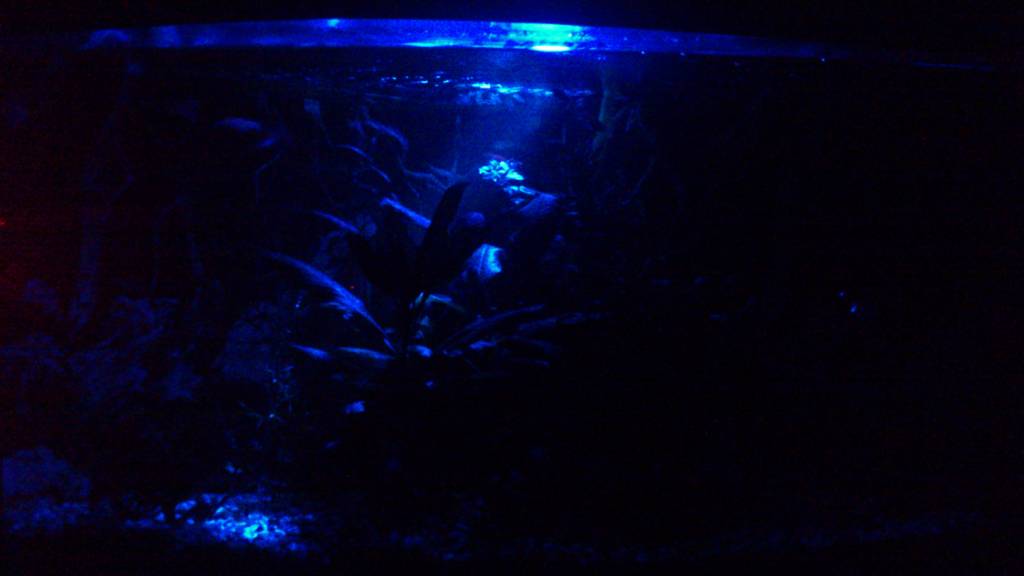Aquael LED | Nacht Verlichting - Onlineaquariumspullen