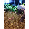 Onlineaquarium spullen Crystal red garnalen gradatie A t/m  S+